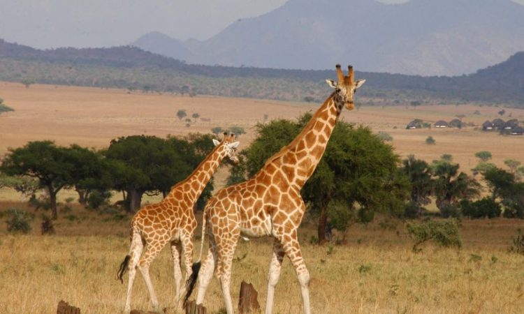 Pian-Upe Safari